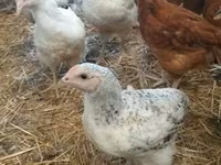 Chickens — 사진 6