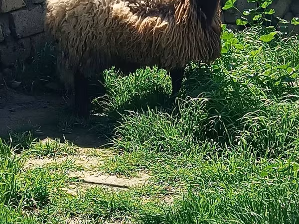 Ovan, Овце