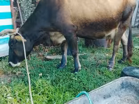 Krowa, Bydło — zdjęcie 1