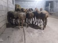 Beran, Hissar sheep — foto 5