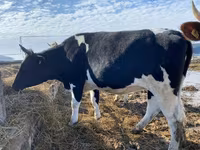 Lo’, Russian Black pied cattle — sawirka 3