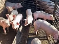 Eber, Schweine — Foto 4