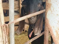 Jarac, Kamori goats — fotografija 4