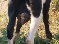 Kozel, Kozy — foto 2