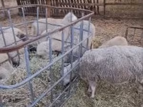 مینڈھا, Cerry Hill sheep