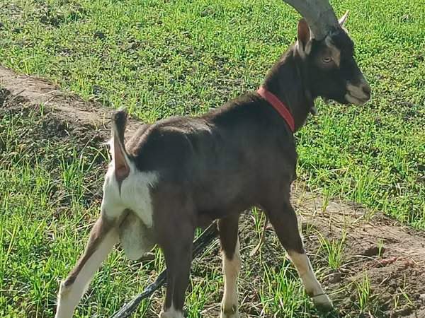 Geit, Toggenburg goat