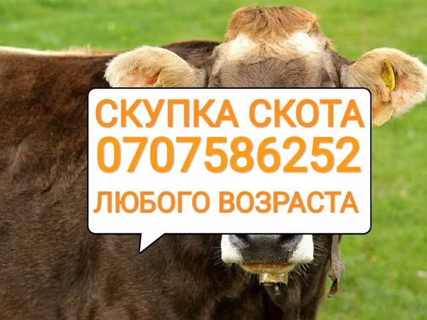 Bovins