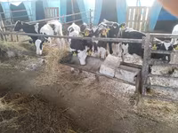 Tyre, Swiss cattle — foto 8