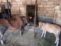 گاو ماده, Simmental cattle — عکس 8