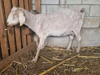 Capra, Nubian Goat — foto 2