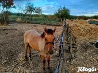 Kůň, Welsh Cob — foto 3
