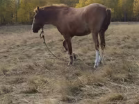 Kuda betina, Horses — foto 5