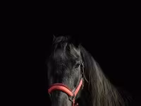 Hoppe, American shetland pony — foto 4