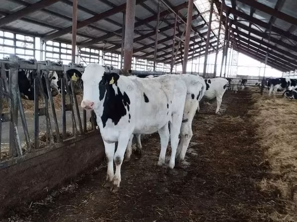 گاو ماده, Swiss cattle