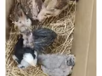 Chickens — foto 4