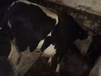 Tehén, Russian Black pied cattle — 1. fotó