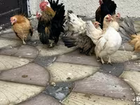 Chickens — 사진 3
