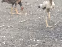 Chickens — عکس 2