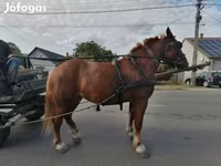 Stute, Hungarian horse breed — Foto 2