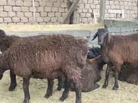 كبش, الأغنام — الصورة 4