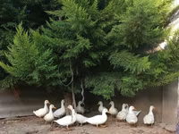 Ducks — 사진 4