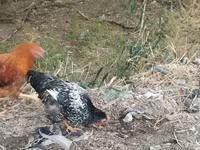 Chickens — foto 2