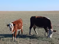 گاو ماده, Simmental cattle — عکس 3