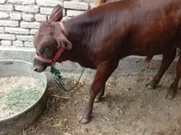 گاو ماده, گاو — عکس 2
