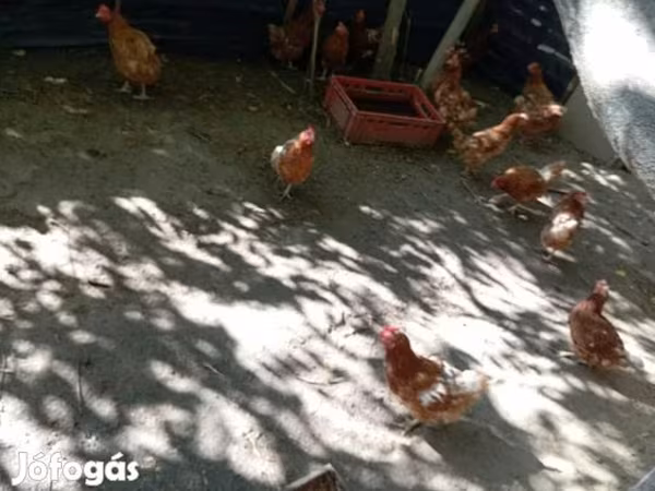 ไก่เดนมาร์ก