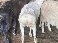 قوچ, گوسفند — عکس 3
