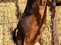 แพะตัวผู้, Kamori goats — รูปภาพ 2