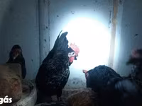 Chickens — 4 зураг