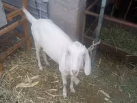 بکرا, بکریاں — تصویر 3