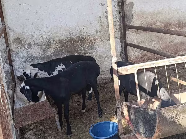 Dume la kondoo, Kondoo