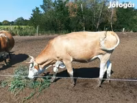 วัวตัวเมีย, Simmental cattle — รูปภาพ 4