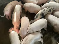 خنزيرة, Дюрок — الصورة 1