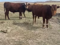 Lembu jantan, Kazakh White-headed cow — foto 5