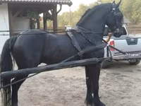 گھوڑا, Friesian — تصویر 1