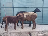 Brebis, Moutons — photo 1