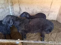 Ram, Schapen — foto 3