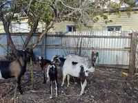 암염소, Kamori goats — 사진 3