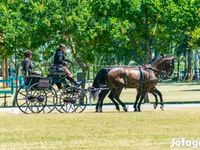 Pastuv, Hungarian horse breed — fotografija 7