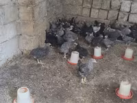 Chickens — الصورة 1