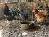 Brahma — foto 1