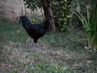 Australorp — 3. fotó