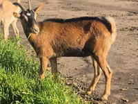 Էգ այծ, Alpine goat — լուսանկար 6