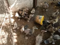 มัสโกวีพันธุ์บ้าน — รูปภาพ 5