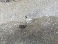 Chickens — รูปภาพ 3