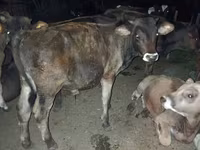 Vacă, Swiss cattle — foto 4