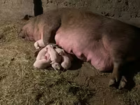 Doofaar dhaddig, Pigs — sawirka 1
